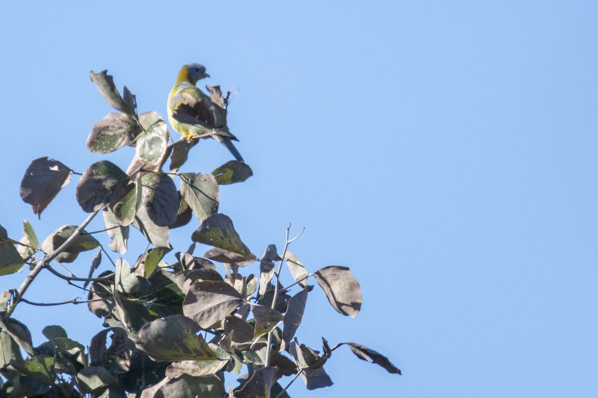 Yellow-footed Green-Pigeon - ML477369281