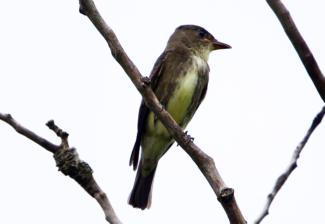 Olive-sided Flycatcher - ML477369401