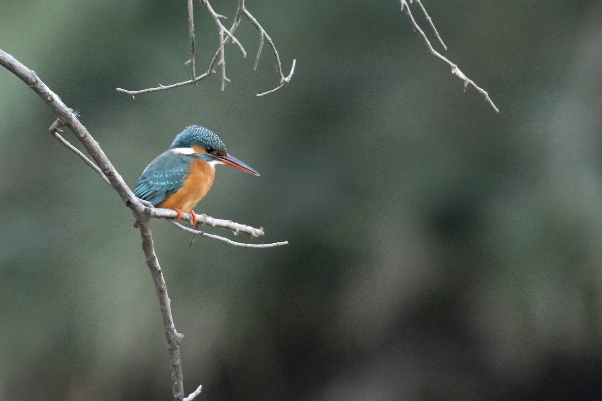 Common Kingfisher - Miguel Rouco