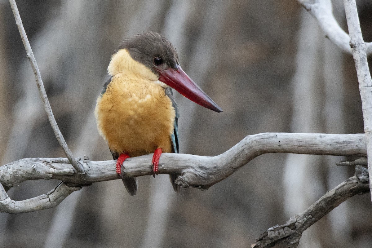 Stork-billed Kingfisher - Miguel Rouco