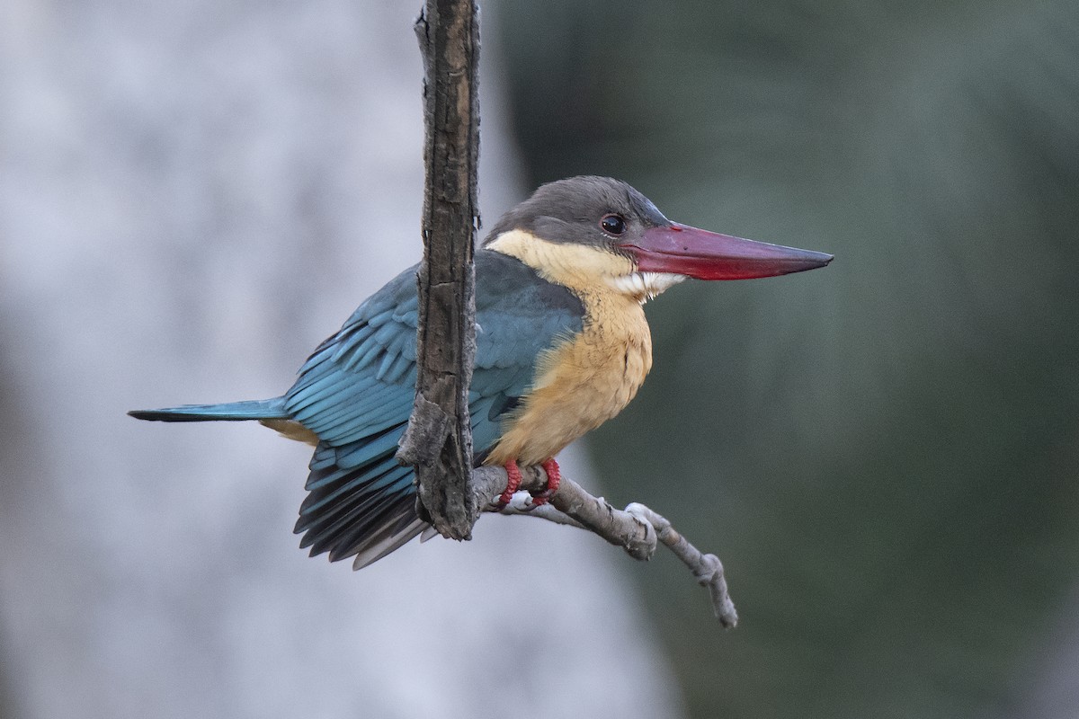 Stork-billed Kingfisher - Miguel Rouco