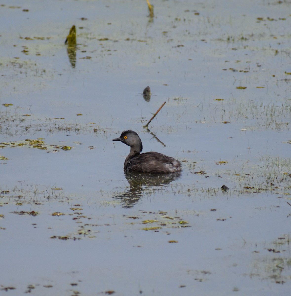 Least Grebe - ML477370571