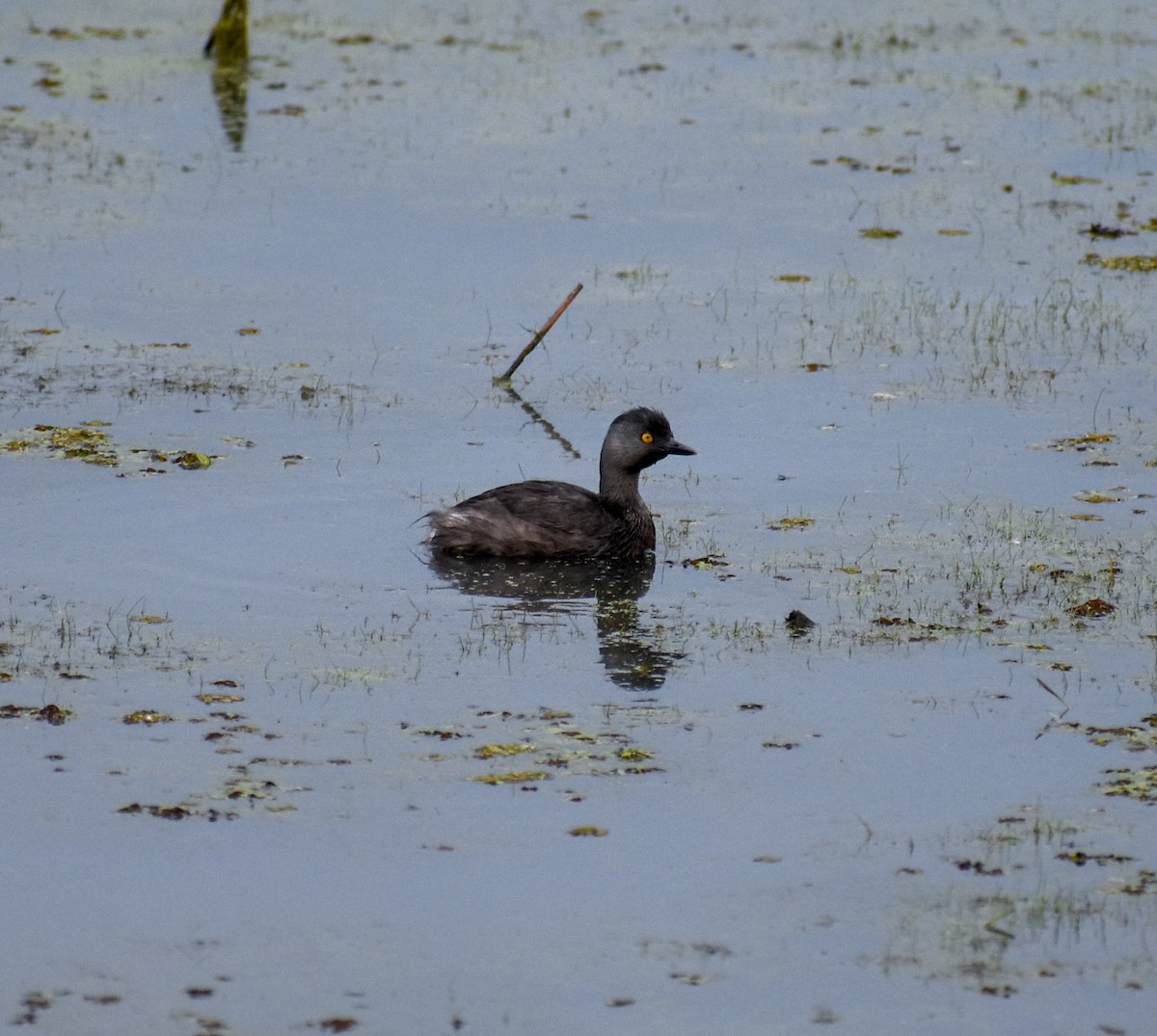 Least Grebe - ML477370641