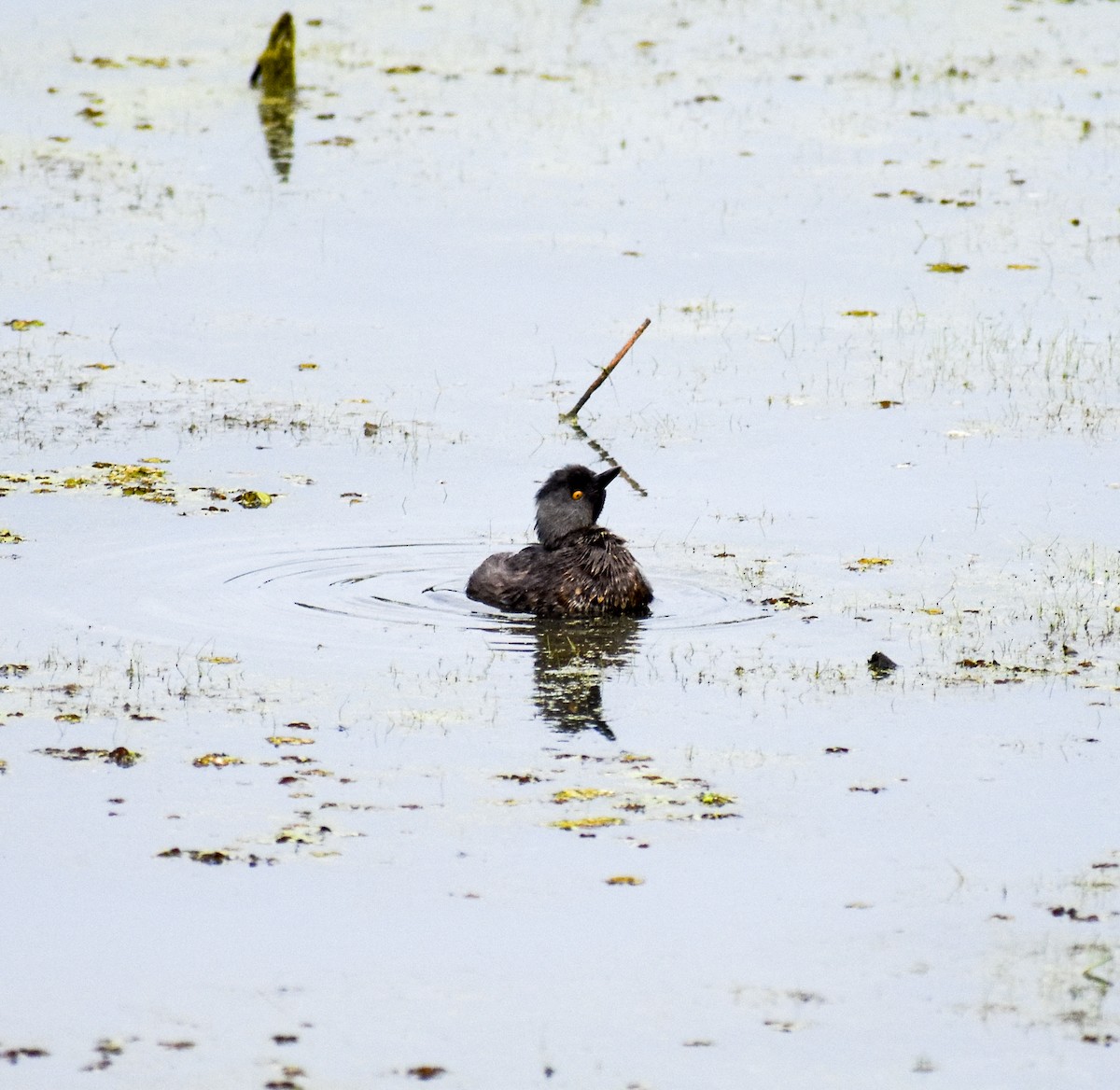 Least Grebe - ML477370781