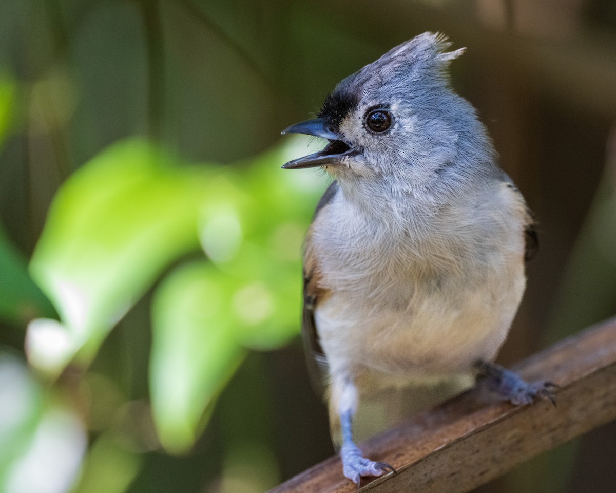 Tufted Titmouse - Ron Buening