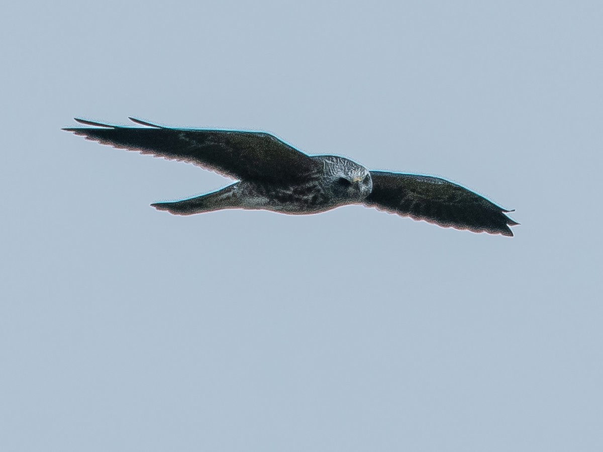 Mississippi Kite - ML477371071