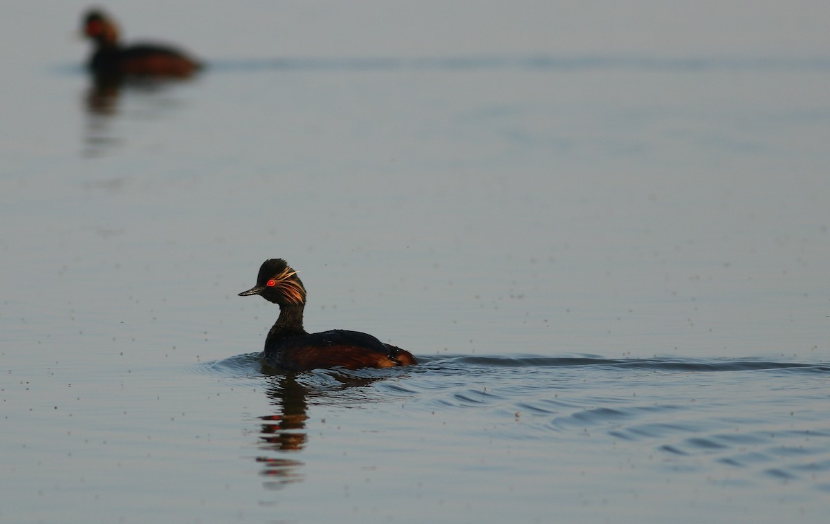 Eared Grebe - ML477371521