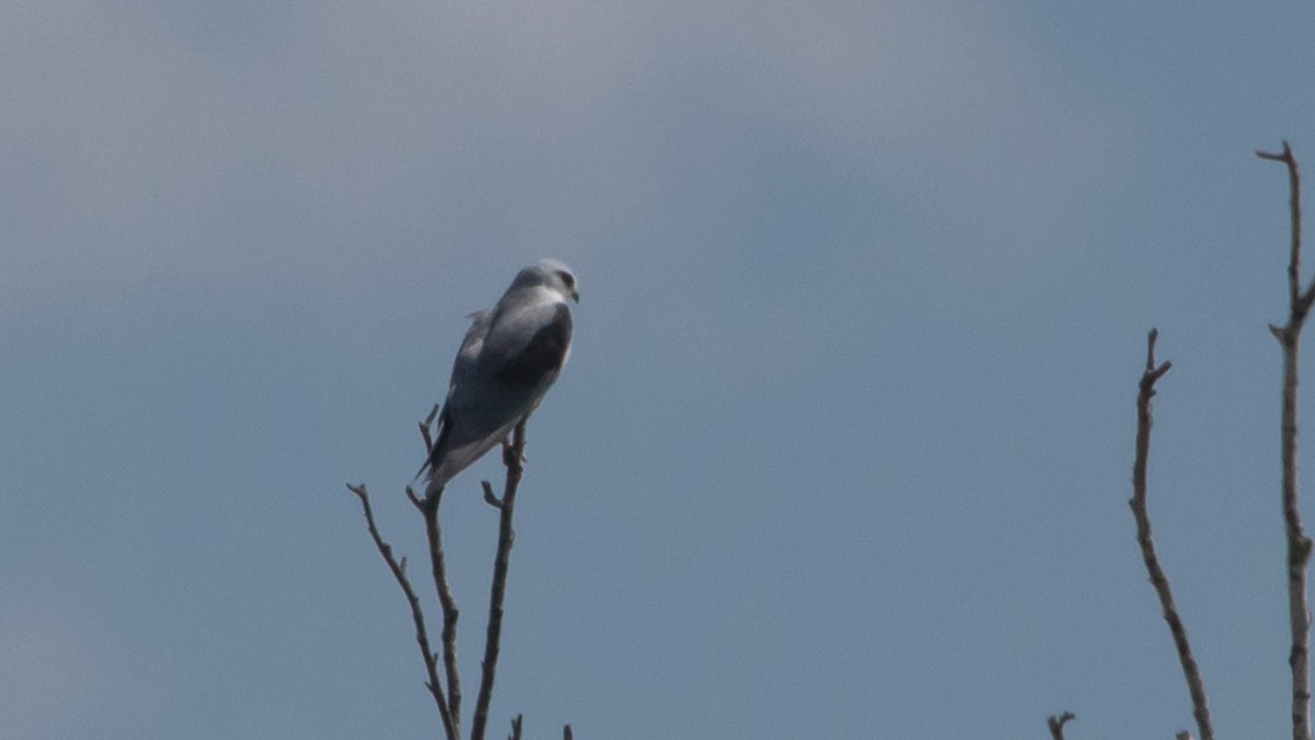 Black-winged Kite - ML477371831