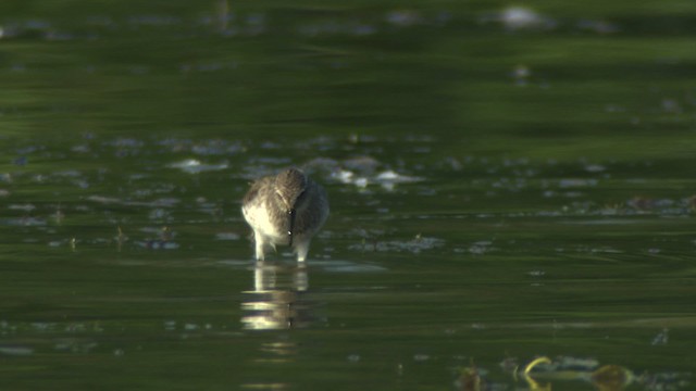 White-rumped Sandpiper - ML477372