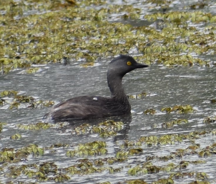 Least Grebe - ML477372341