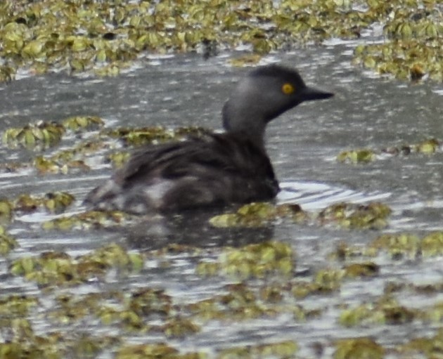 Least Grebe - ML477372391