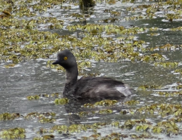 Least Grebe - ML477372571