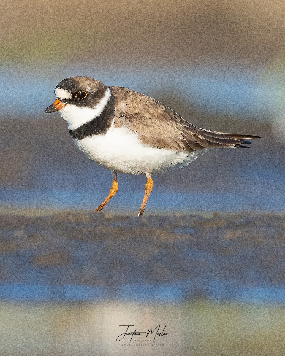 Semipalmated Plover - ML477372701