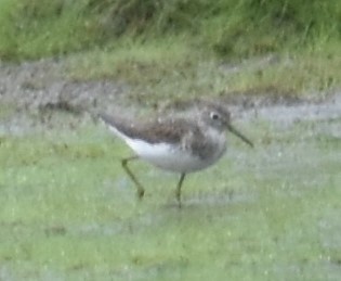 Solitary Sandpiper - ML477373431