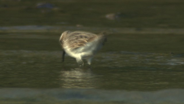 White-rumped Sandpiper - ML477375