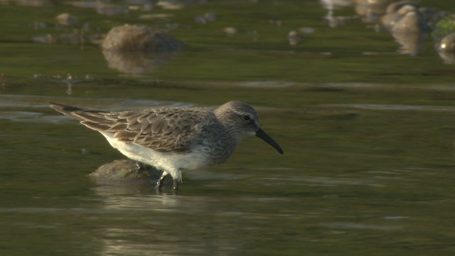 White-rumped Sandpiper - ML477376