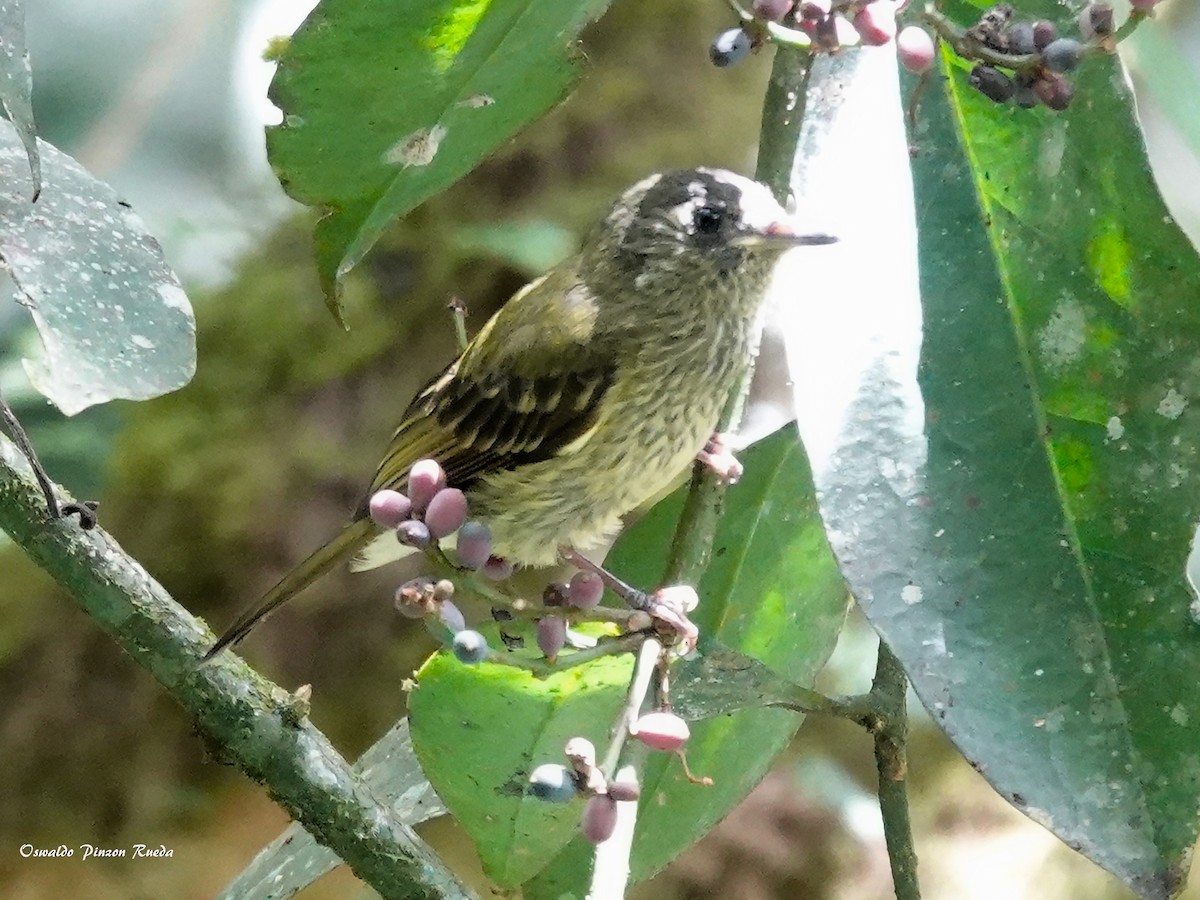 Olive-striped Flycatcher - ML477376251