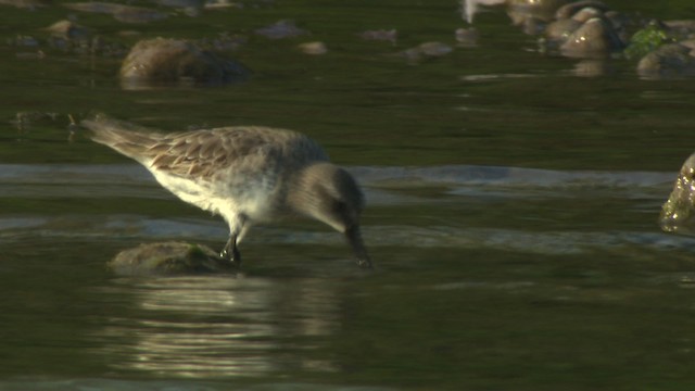 White-rumped Sandpiper - ML477377