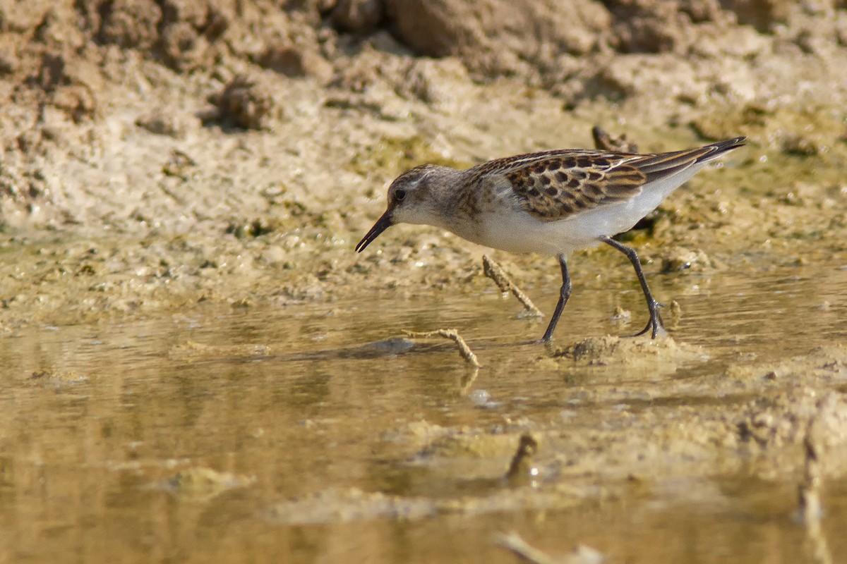 Little Stint - Volkan Donbaloglu