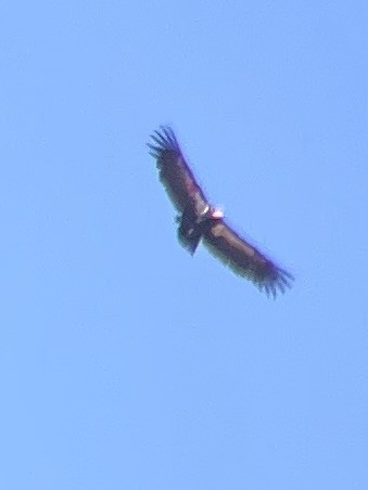 California Condor - Eric  Culbertson