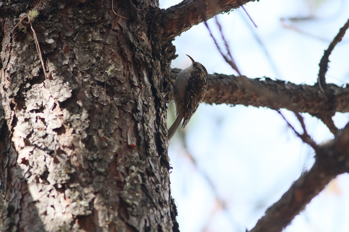 Hodgson's Treecreeper - Tianyi Ren