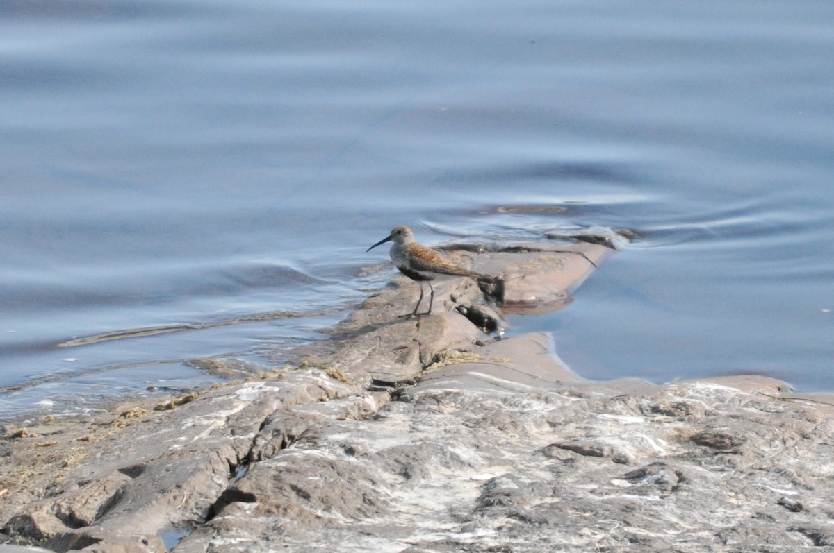 Dunlin - ML477377981