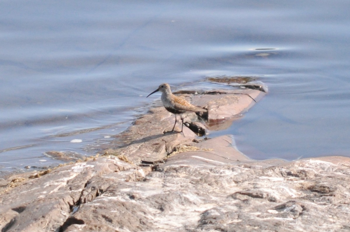 Dunlin - ML477378511