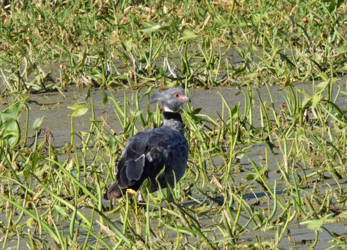 Southern Screamer - ML477378651