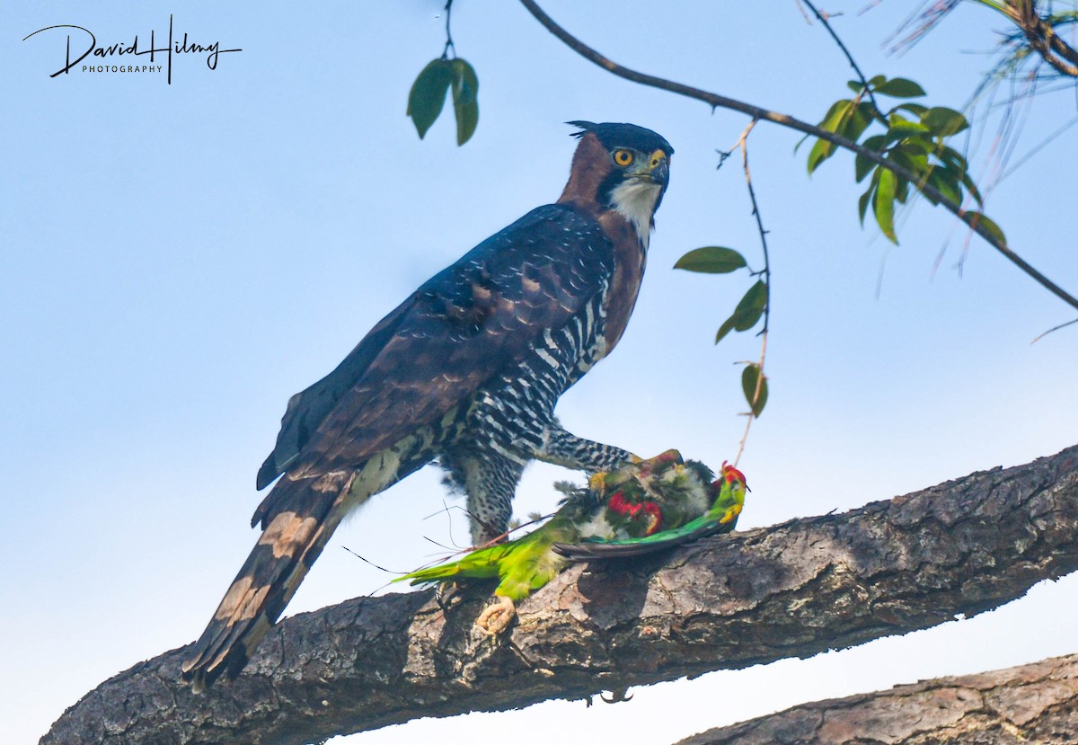 Ornate Hawk-Eagle - ML477380401