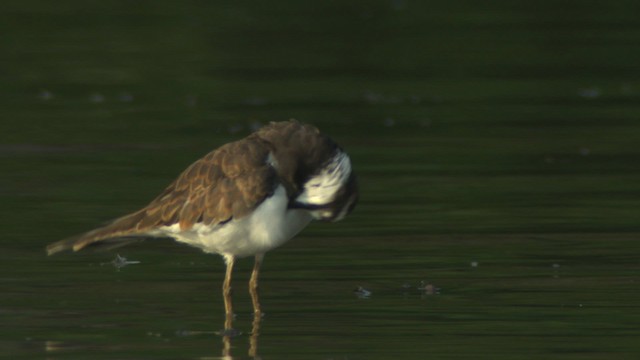 Killdeer - ML477381