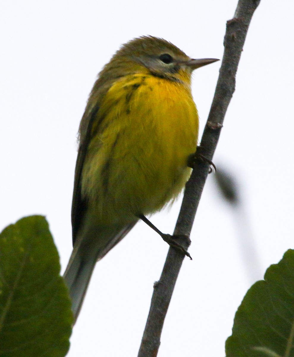 Prairie Warbler - ML477382021