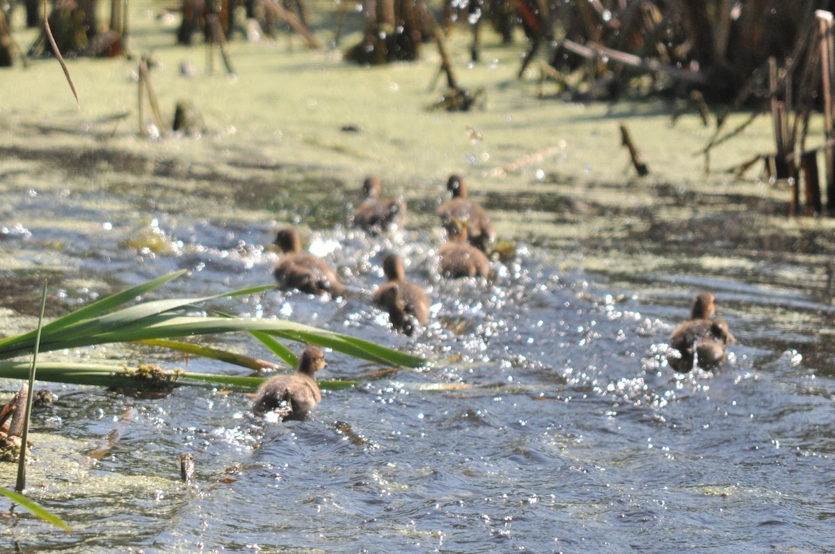 Wood Duck - ML477382241