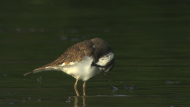 Killdeer - ML477383