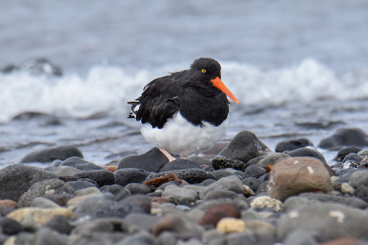 Magellanic Oystercatcher - ML477383291