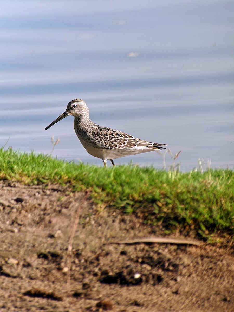 Stilt Sandpiper - ML477383601