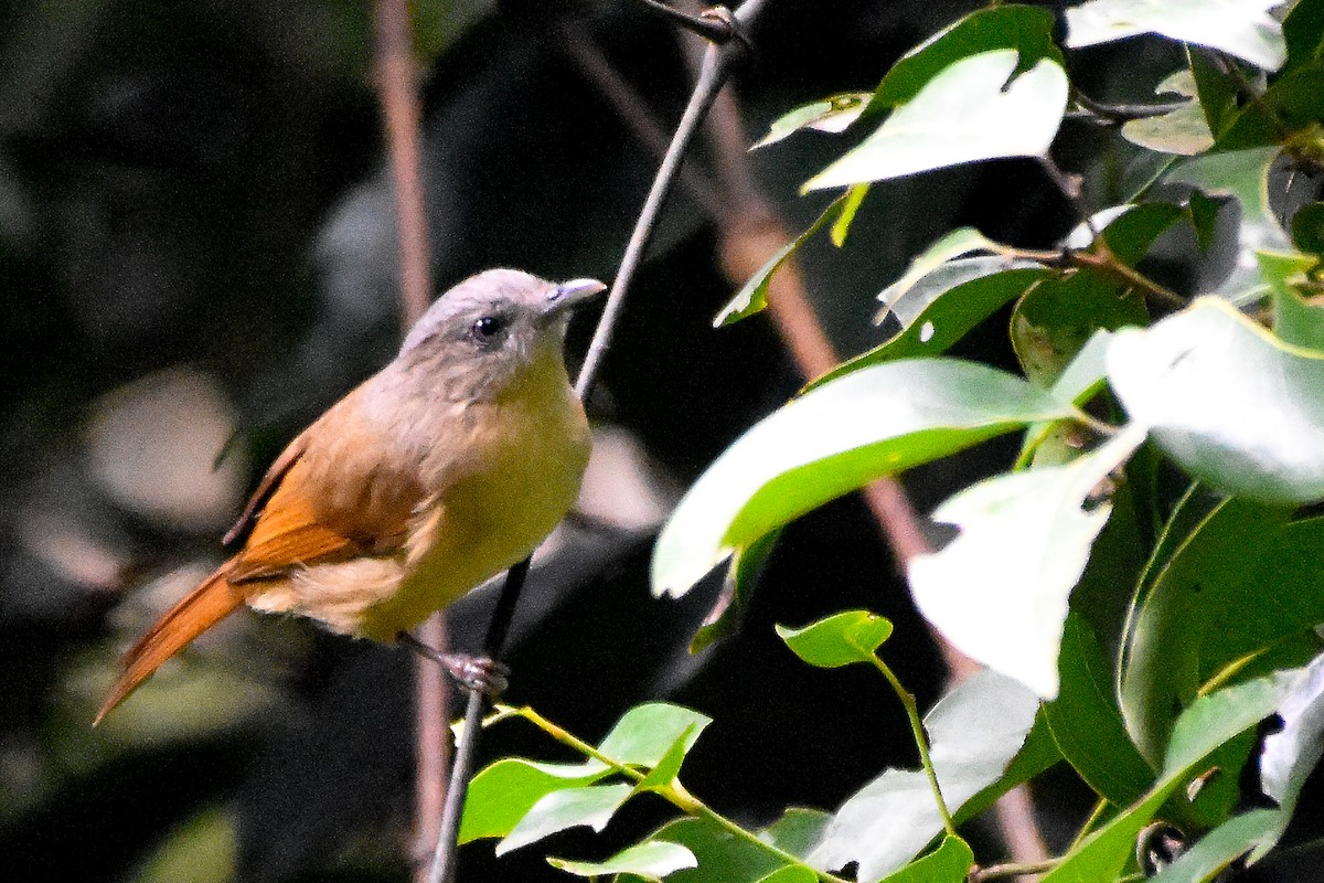 Brown-cheeked Fulvetta - ML477384571