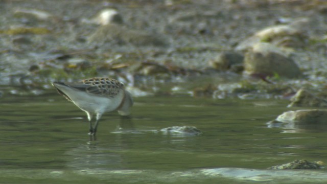 Semipalmated Sandpiper - ML477385