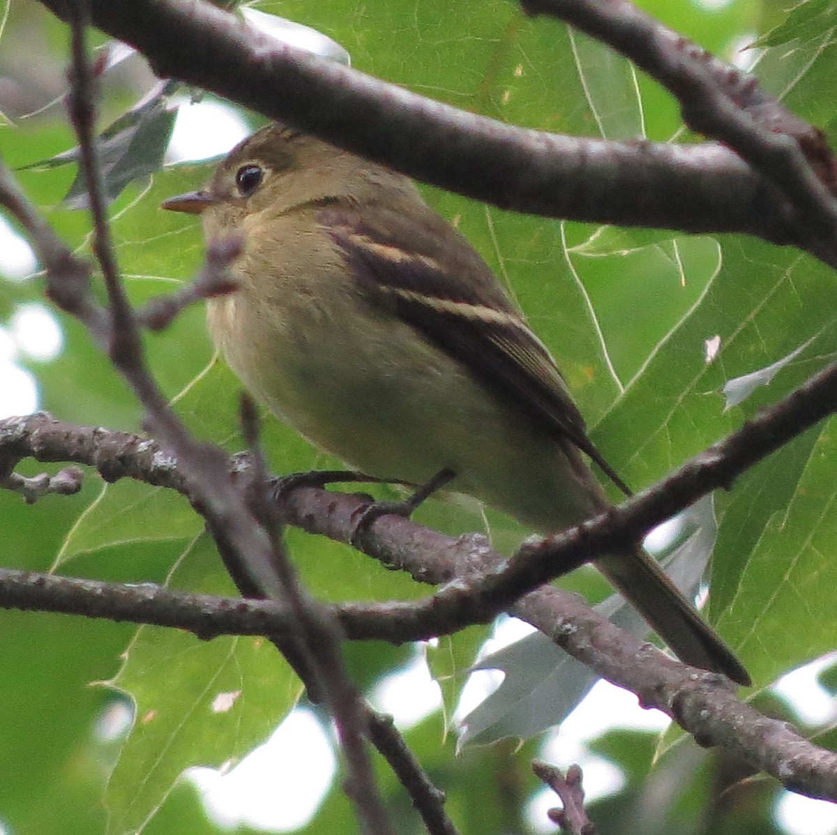 Yellow-bellied Flycatcher - ML477386041