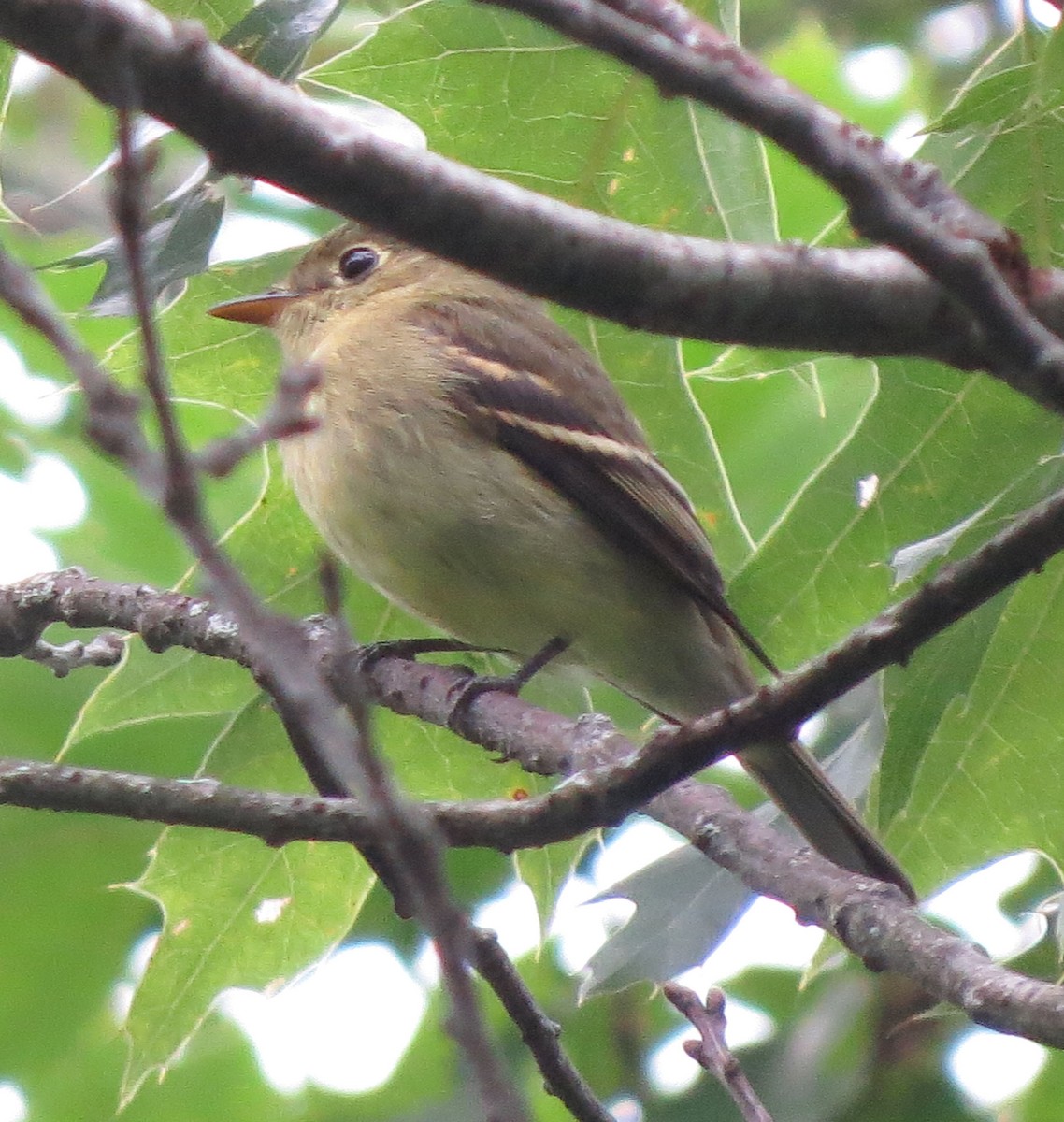 Yellow-bellied Flycatcher - ML477386051