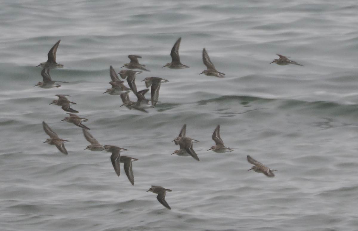 Semipalmated Sandpiper - ML477386171