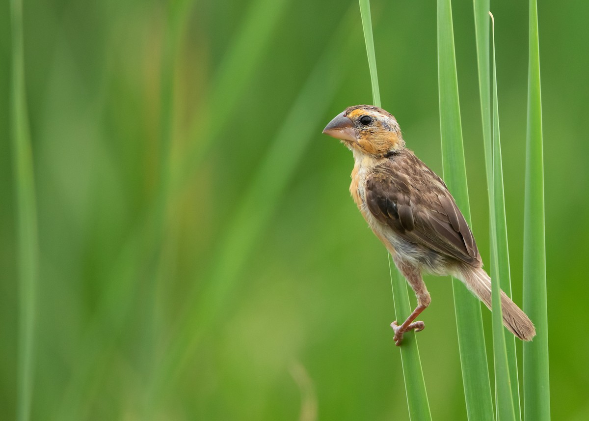 Asian Golden Weaver - ML477387351