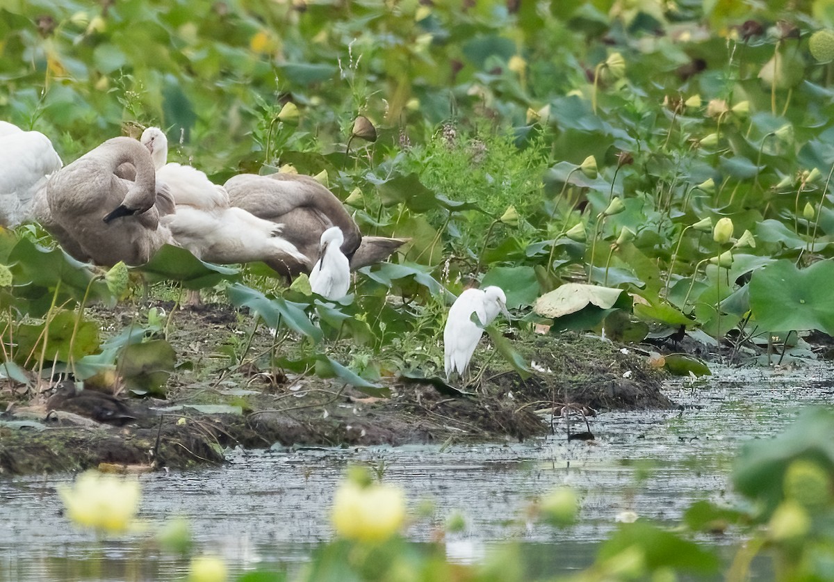 Snowy Egret - ML477387551