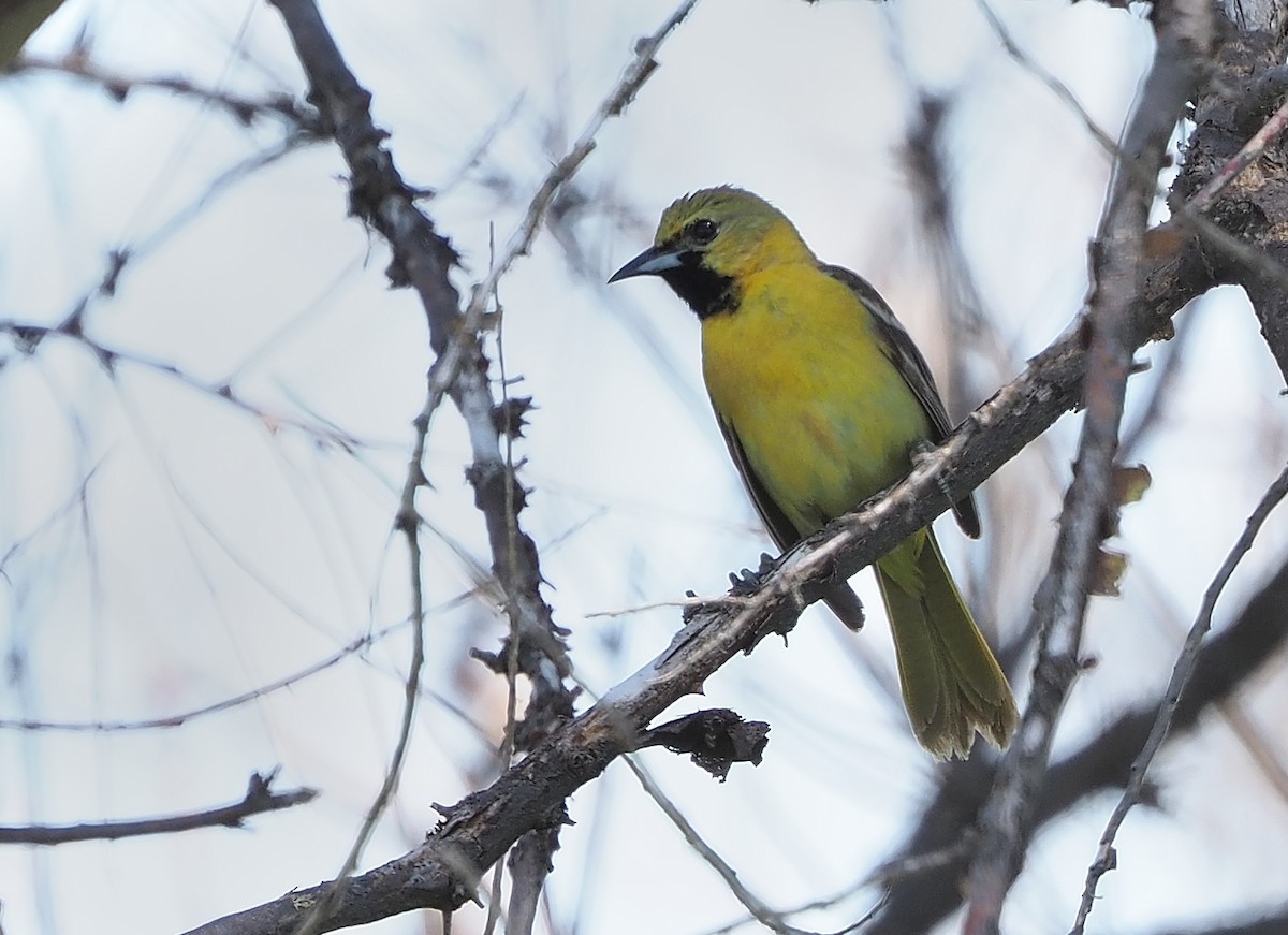 Orchard Oriole - ML477388641