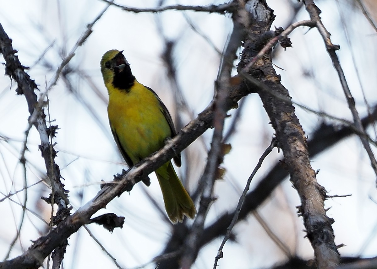 Orchard Oriole - ML477388651