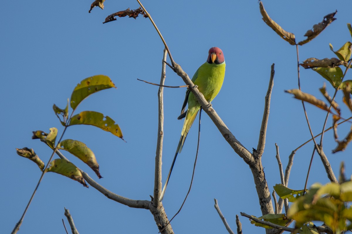 Plum-headed Parakeet - ML477389321