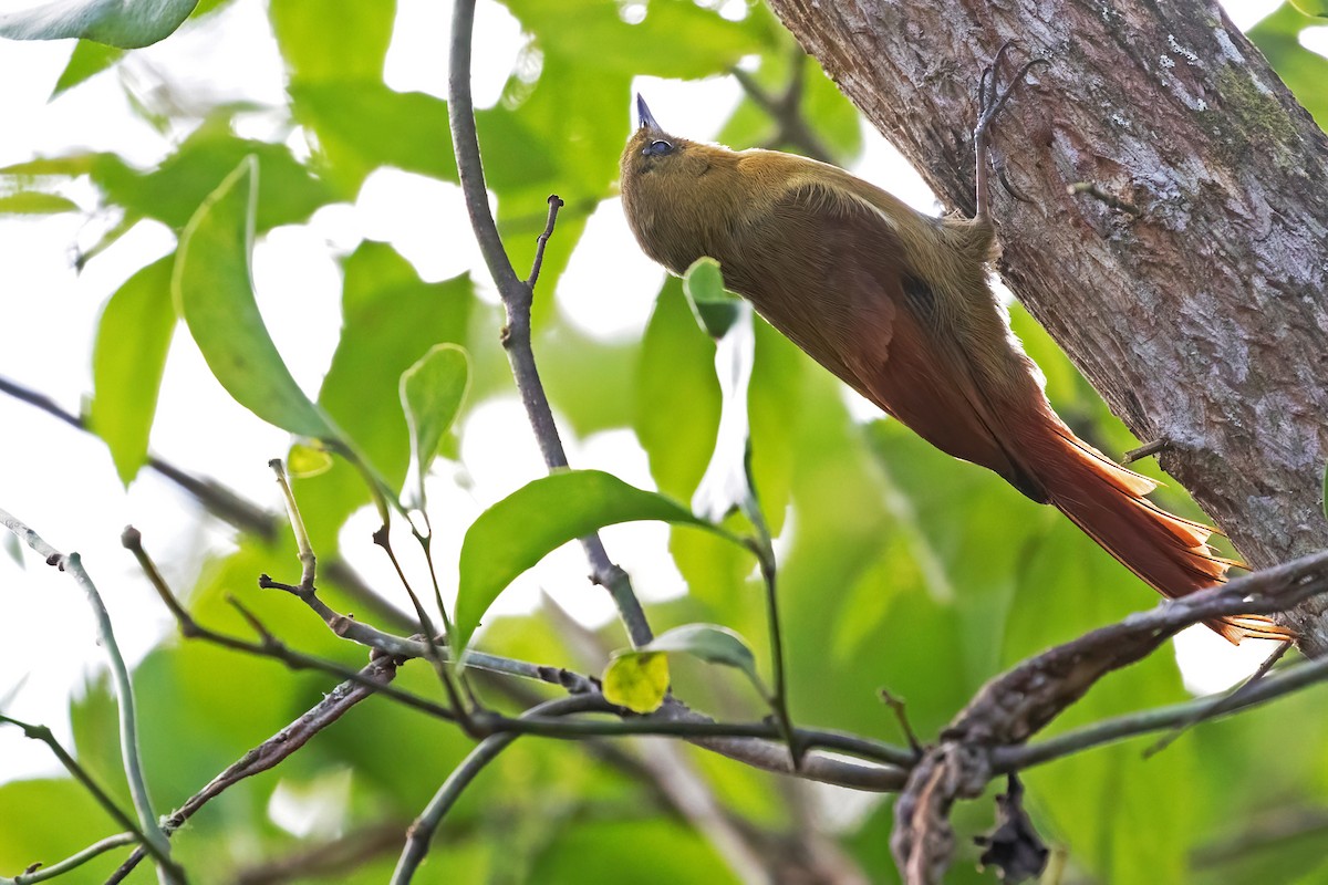 Olivaceous Woodcreeper - ML477389611