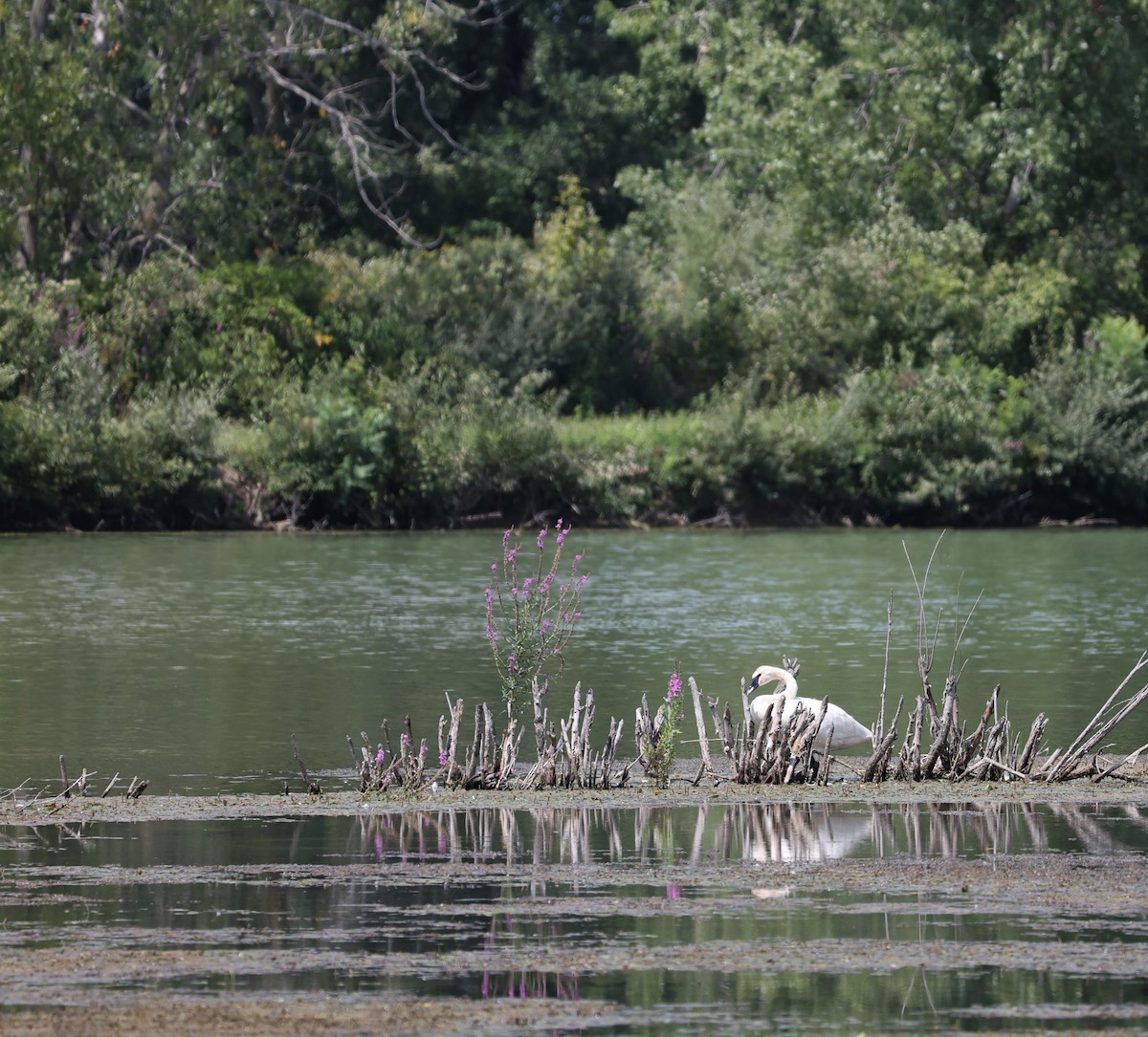 Trumpeter Swan - ML477390291