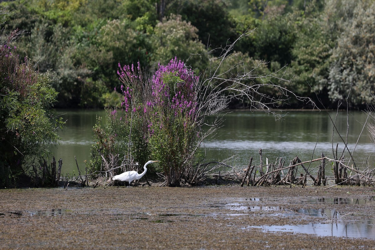 Great Egret - ML477390411