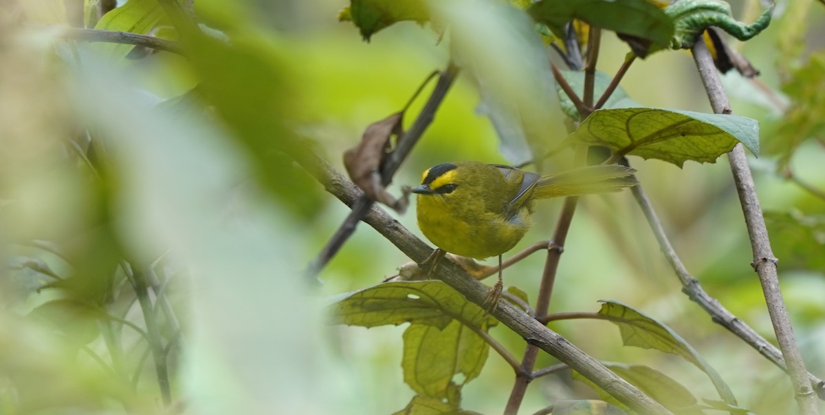 Black-crested Warbler - ML477390501