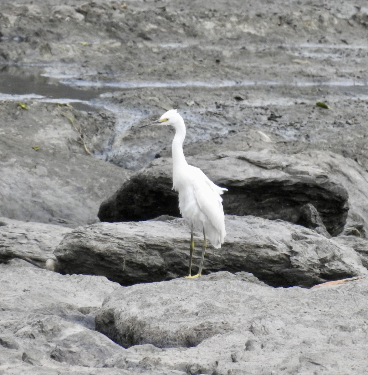 Snowy Egret - ML477391061